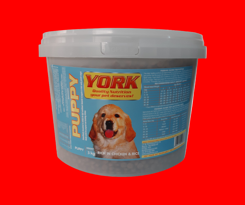 3kg York puppy