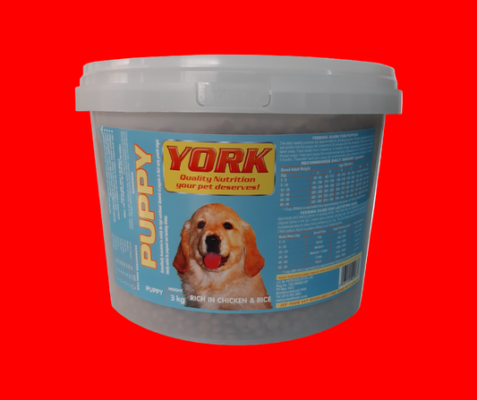 3kg York puppy